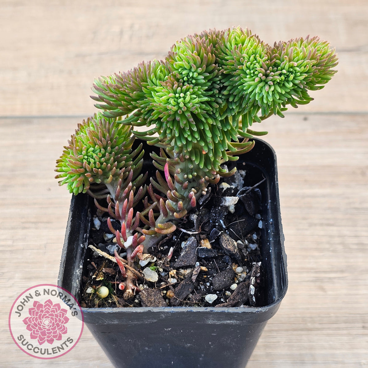 Sedum rupestre f. cristata