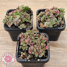 Sedum Spurium 'Tricolor'