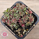 Sedum Spurium 'Tricolor'