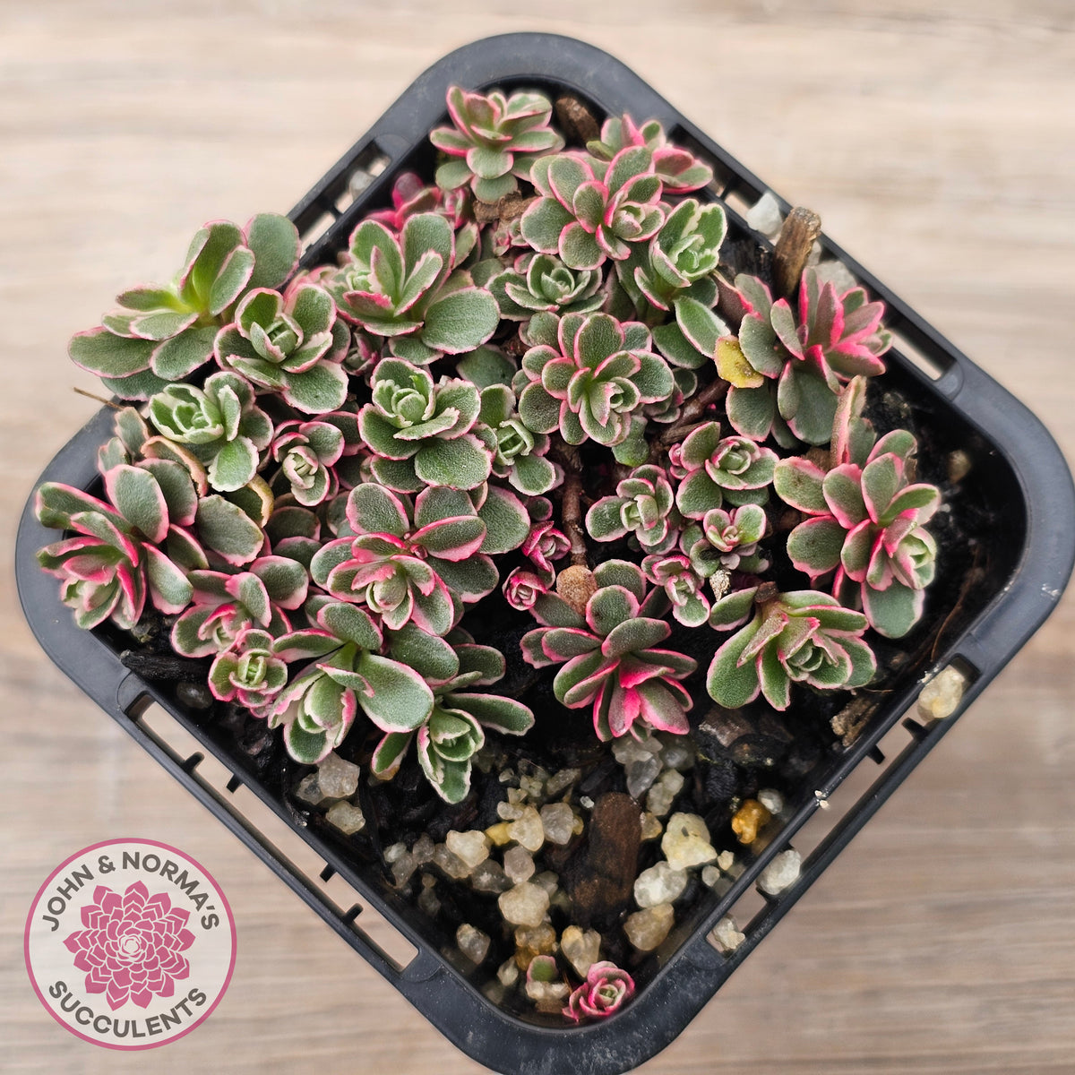 Sedum Spurium 'Tricolor'