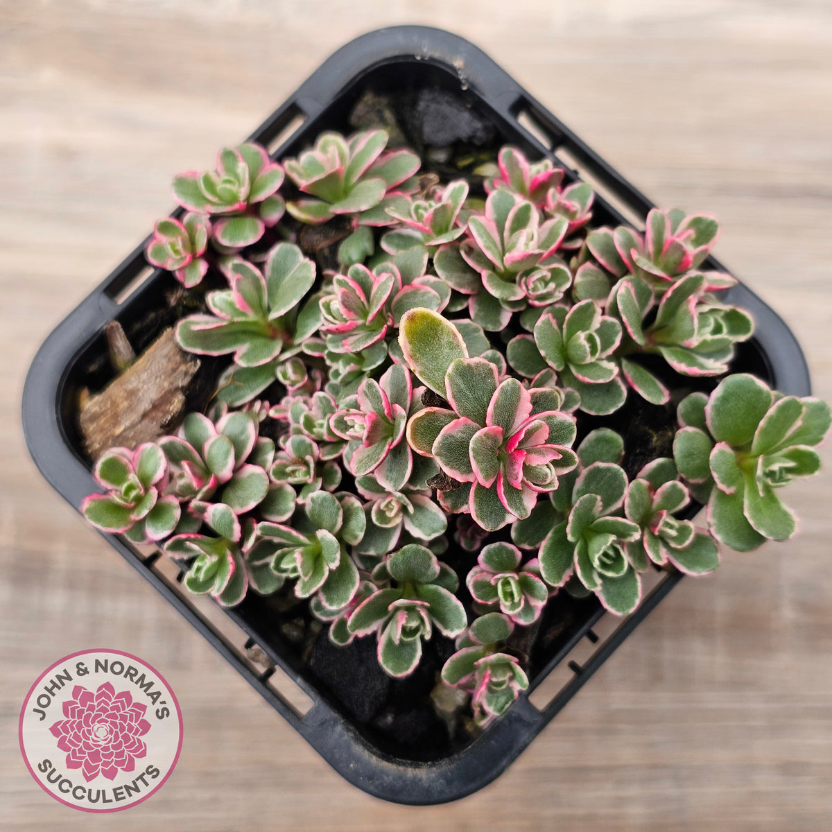 Sedum Spurium 'Tricolor'