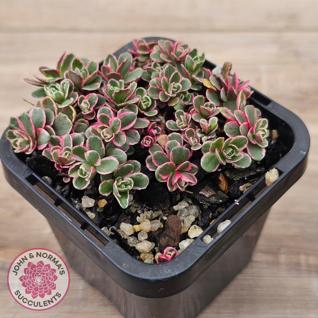 Sedum Spurium 'Tricolor'