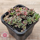 Sedum Spurium 'Tricolor'