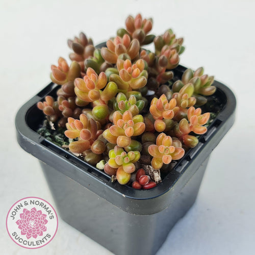 Sedum Stahlii plants for sale displayed in 70mm pot close up