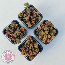 Load image into Gallery viewer, Sedum Stahlii plants for sale displayed in 70mm pots group of four
