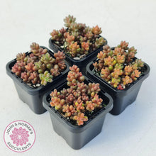 Load image into Gallery viewer, Sedum Stahlii plants for sale displayed in 70mm pots group of four
