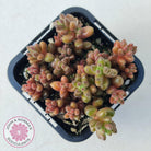 Sedum stahlii