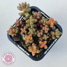 Load image into Gallery viewer, Sedum Stahlii plants for sale displayed in 70mm pot close up

