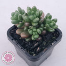 Sedum White Stonecrop