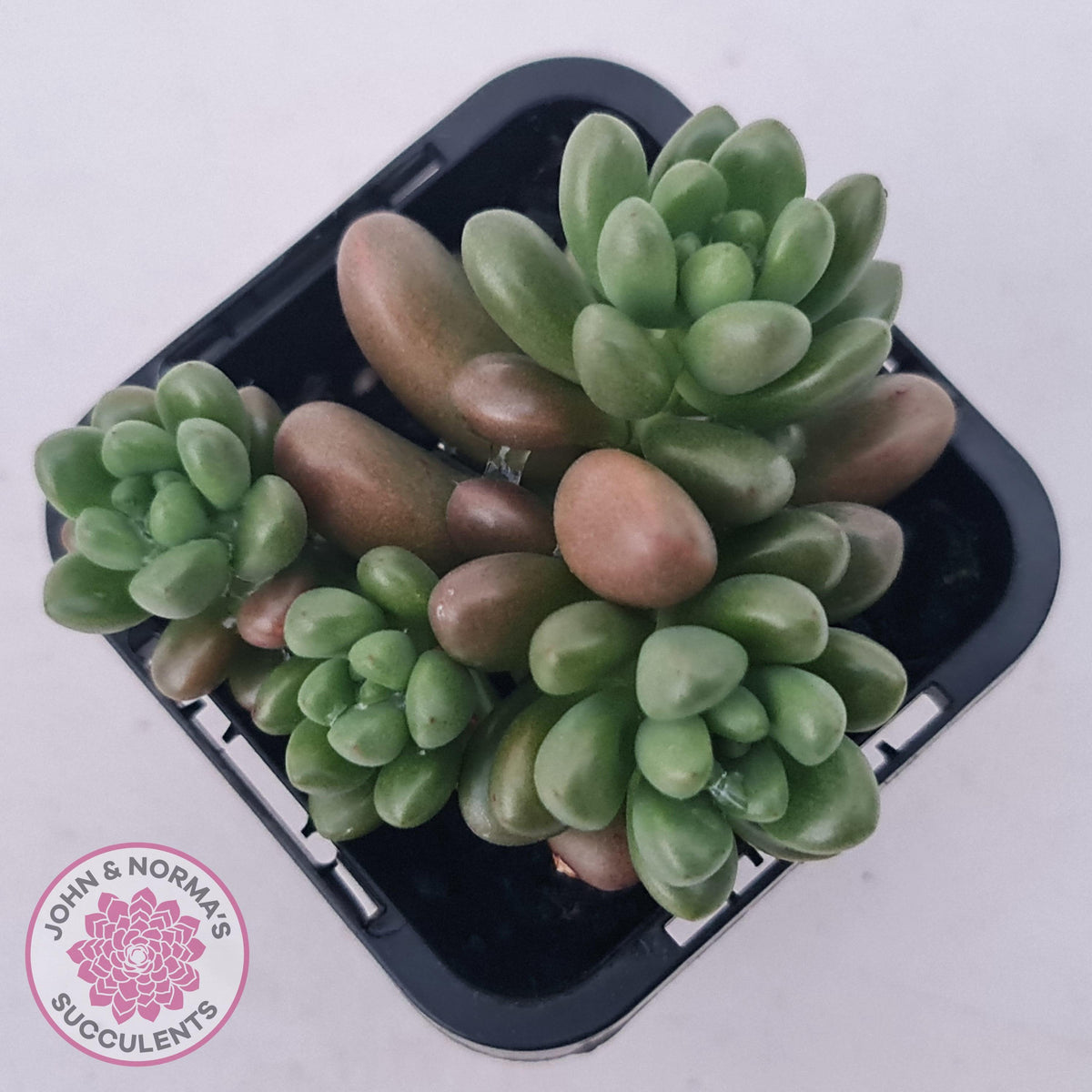 Sedum White Stonecrop