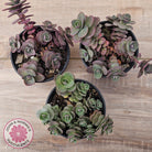 Sedum Cherry Tart
