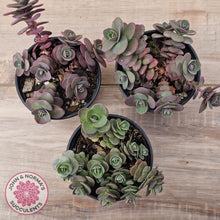 Load image into Gallery viewer, Sedum Cherry Tart
