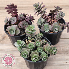Load image into Gallery viewer, Sedum Cherry Tart
