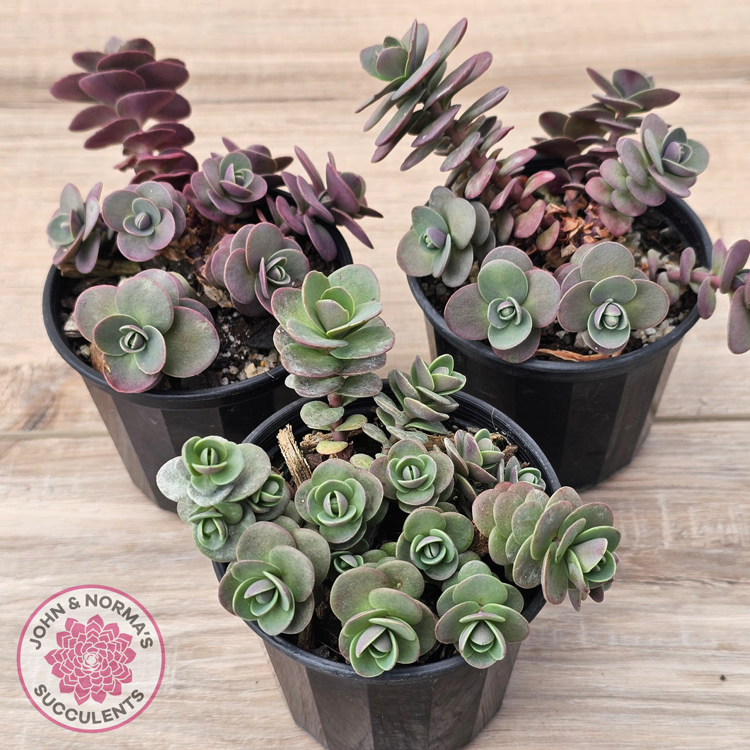 Sedum Cherry Tart