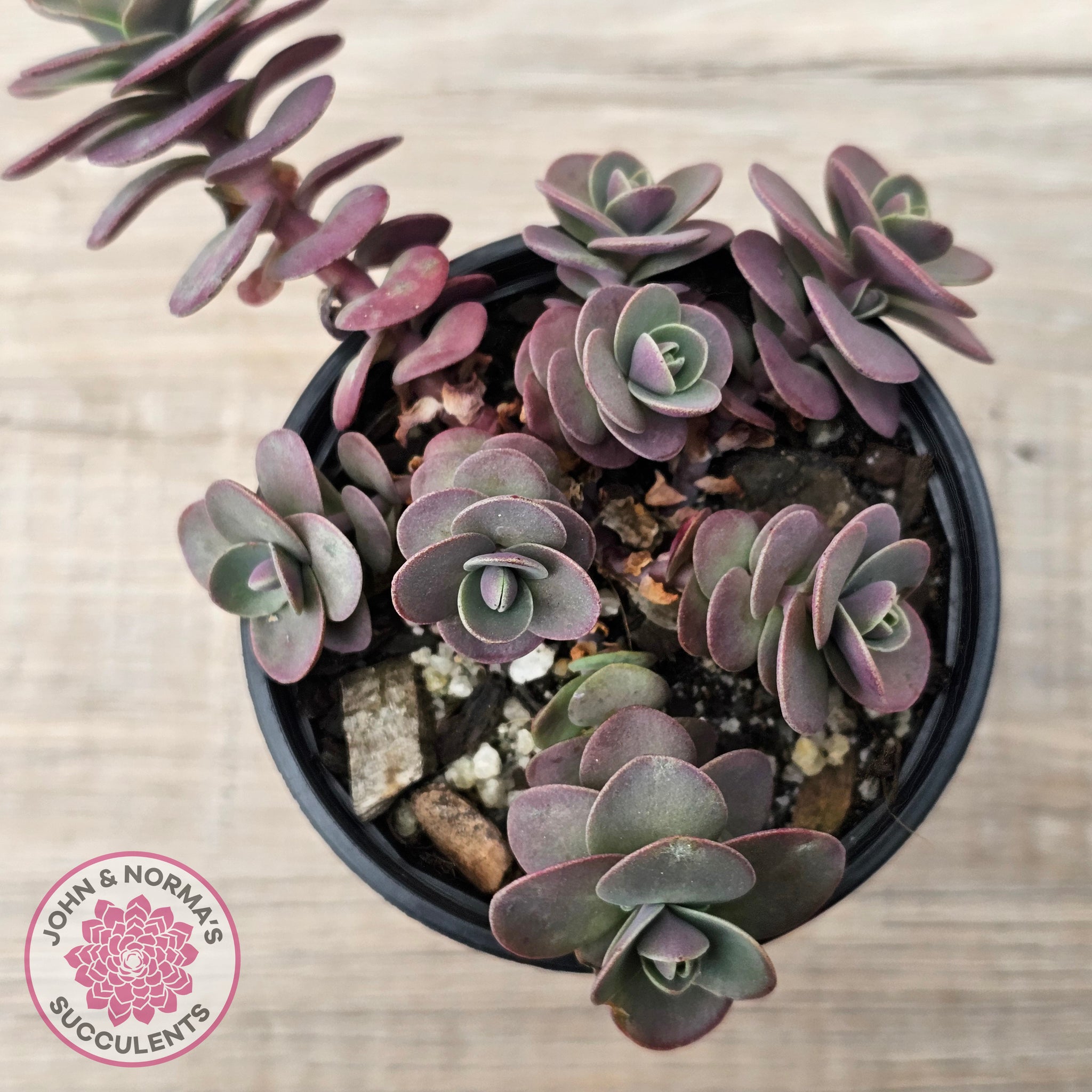 succulent tart Buy Sedum Cherry Tart Australia