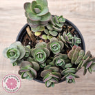 Sedum Cherry Tart