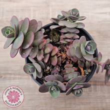 Load image into Gallery viewer, Sedum Cherry Tart
