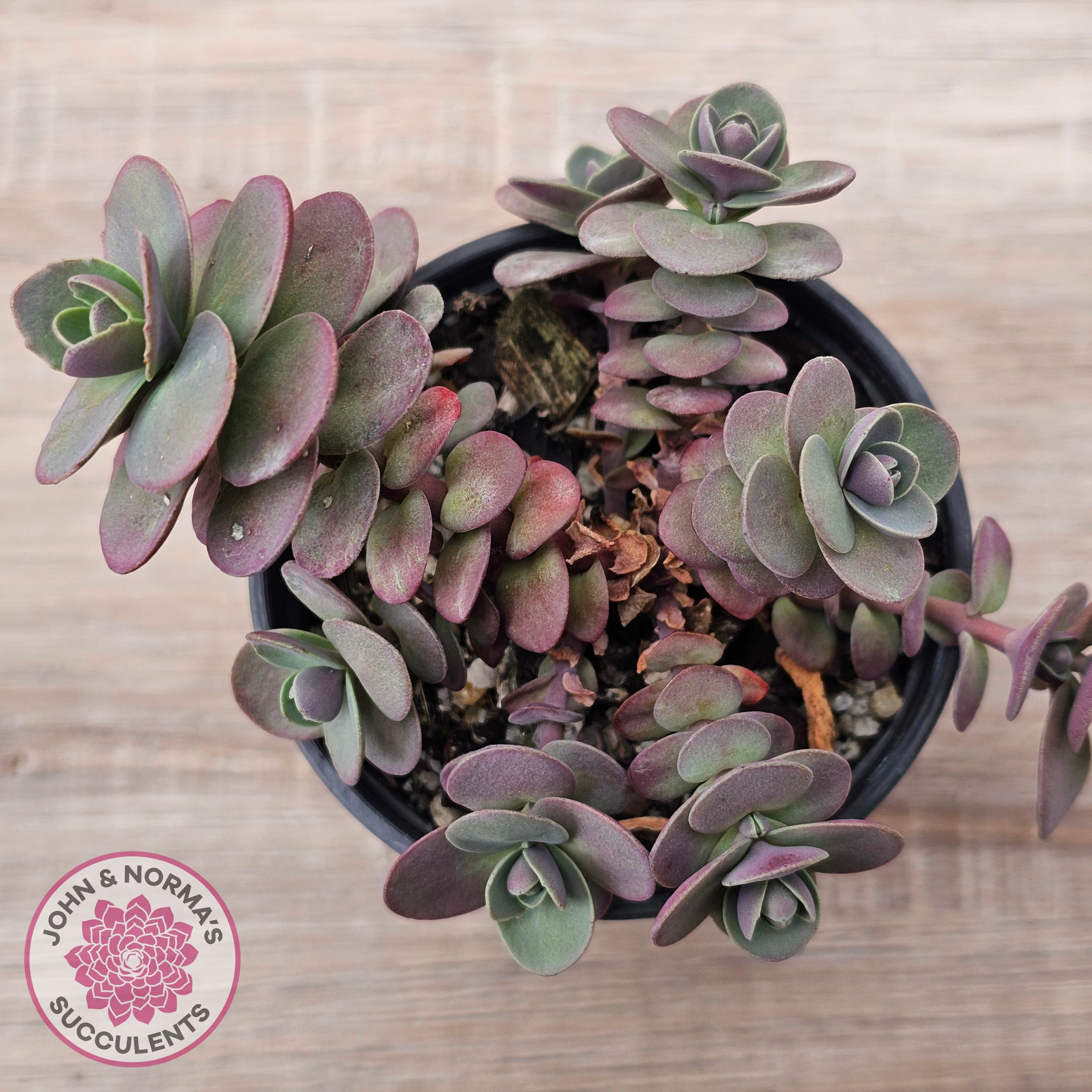 cherry tart succulent Buy Sedum Cherry Tart Australia