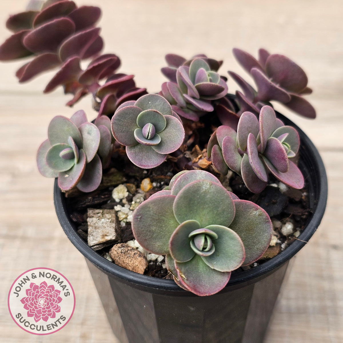 Sedum Cherry Tart