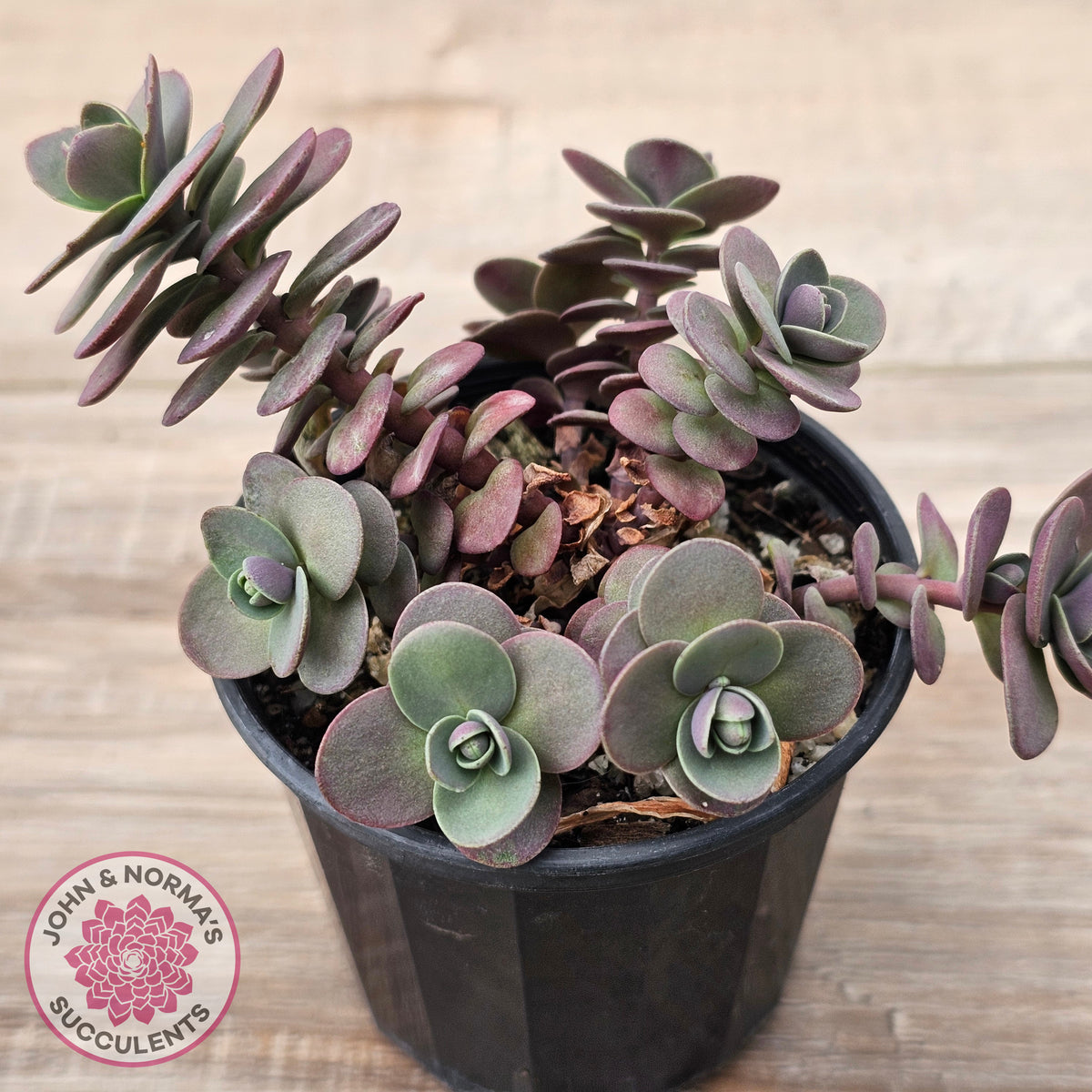Sedum Cherry Tart
