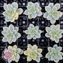 Load image into Gallery viewer, Sedum clavatum variegated cuttings x 1 - John &amp; Norma&#39;s Succulents Australia
