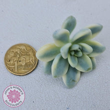 Load image into Gallery viewer, Sedum clavatum variegated cuttings x 1 - John &amp; Norma&#39;s Succulents Australia
