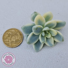 Load image into Gallery viewer, Sedum clavatum variegated cuttings x 1 - John &amp; Norma&#39;s Succulents Australia
