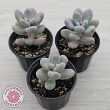 Load image into Gallery viewer, Sedum craigii
