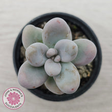 Load image into Gallery viewer, Sedum craigii

