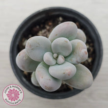 Load image into Gallery viewer, Sedum craigii
