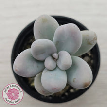 Load image into Gallery viewer, Sedum craigii
