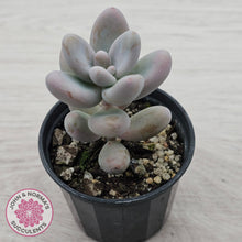 Load image into Gallery viewer, Sedum craigii
