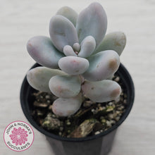 Load image into Gallery viewer, Sedum craigii

