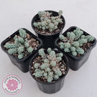 Sedum dasyphyllum var. glanduliferum 'Fuzzy Wuzzy Sedum'