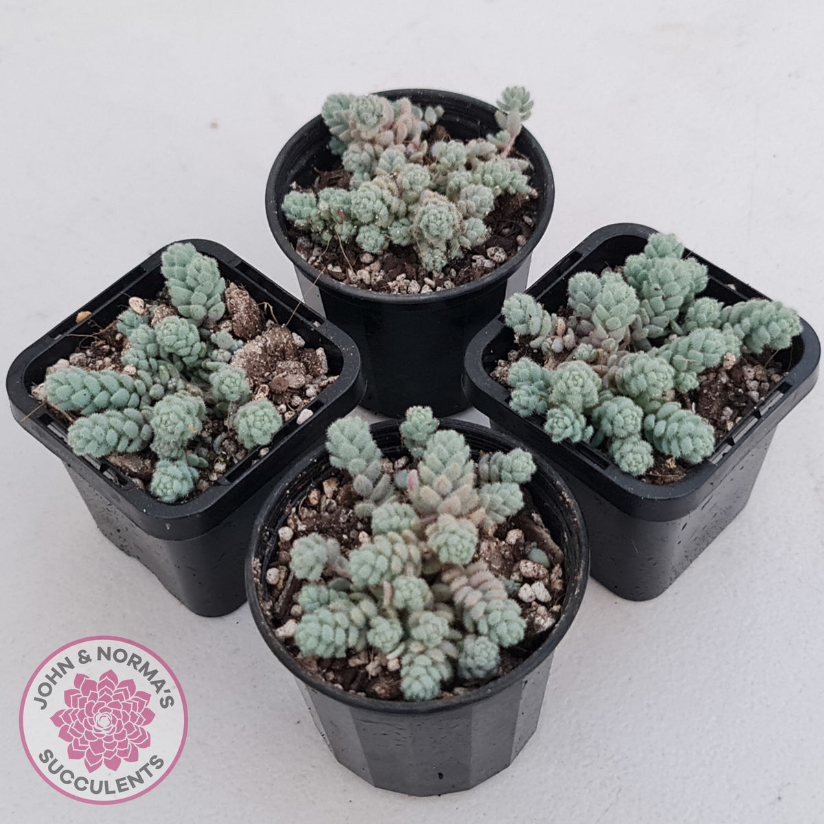 Sedum dasyphyllum var. glanduliferum 'Fuzzy Wuzzy Sedum'