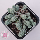 Sedum dasyphyllum var. glanduliferum 'Fuzzy Wuzzy Sedum'