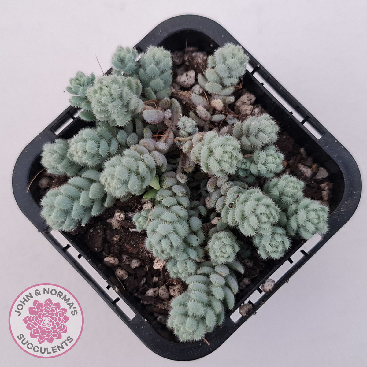 Sedum dasyphyllum var. glanduliferum 'Fuzzy Wuzzy Sedum'