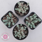 Sedum dasyphyllum var. glanduliferum 'Fuzzy Wuzzy Sedum'