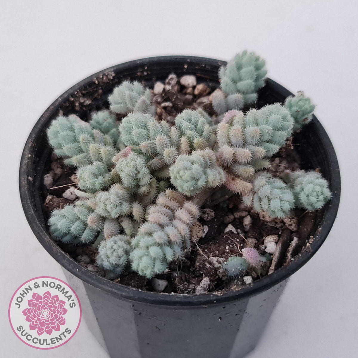 Sedum dasyphyllum var. glanduliferum 'Fuzzy Wuzzy Sedum'
