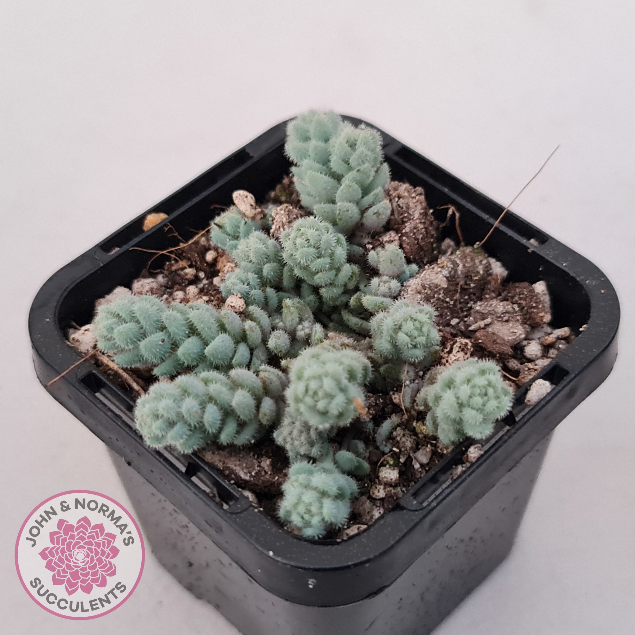 succulents that are fuzzy Buy Sedum dasyphyllum var. glanduliferum 'Fuzzy Wuzzy Sedum' Australia