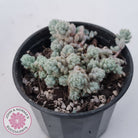 Sedum dasyphyllum var. glanduliferum 'Fuzzy Wuzzy Sedum'