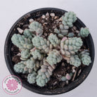 Sedum dasyphyllum var. glanduliferum 'Fuzzy Wuzzy Sedum'