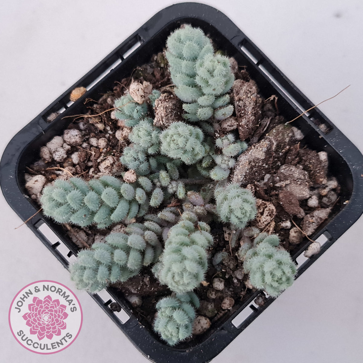 Sedum dasyphyllum var. glanduliferum 'Fuzzy Wuzzy Sedum'