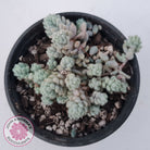Sedum dasyphyllum var. glanduliferum 'Fuzzy Wuzzy Sedum'