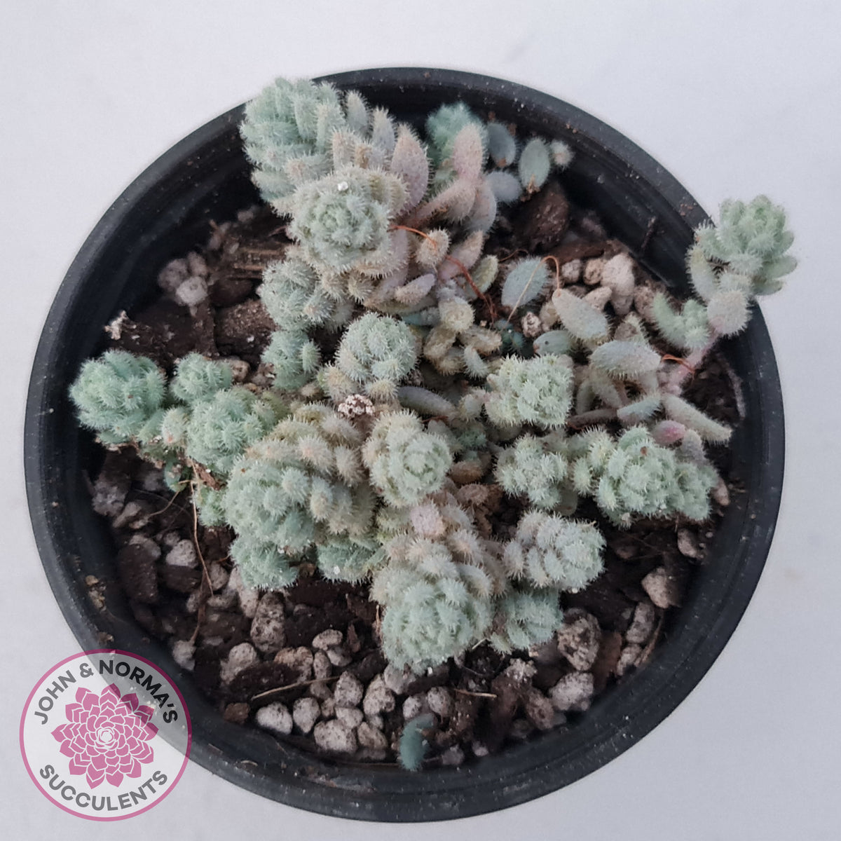 Sedum dasyphyllum var. glanduliferum 'Fuzzy Wuzzy Sedum'