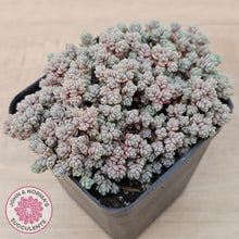 Load image into Gallery viewer, Sedum dasyphyllum Minor
