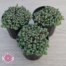 Load image into Gallery viewer, Sedum dasyphyllum Minor
