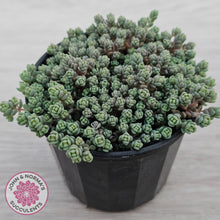 Load image into Gallery viewer, Sedum dasyphyllum Minor

