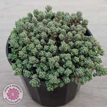 Load image into Gallery viewer, Sedum dasyphyllum Minor
