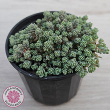 Load image into Gallery viewer, Sedum dasyphyllum Minor
